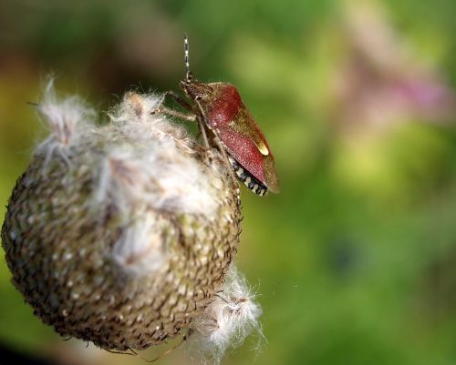 shield bug insect nature