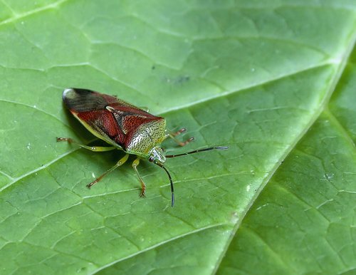 shield bug  leaf  nature
