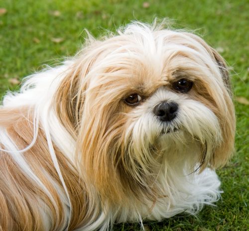 Shih Tzu Dog