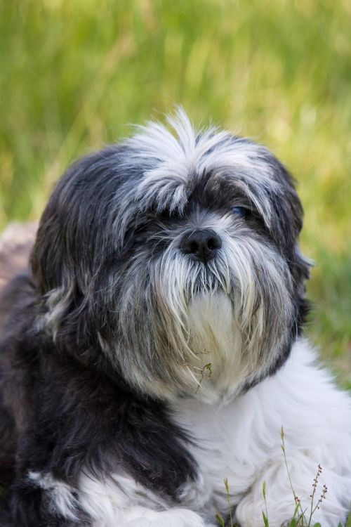 Shih Tzu Dog