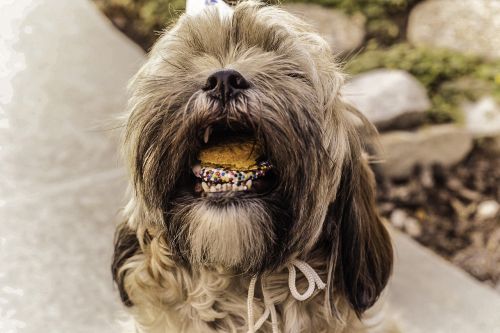 shihtzu cookie dog