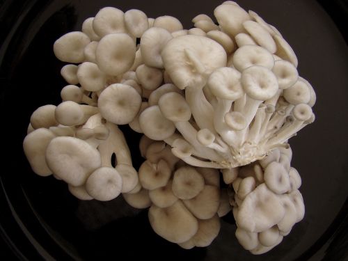 shimeji mushroom fungus
