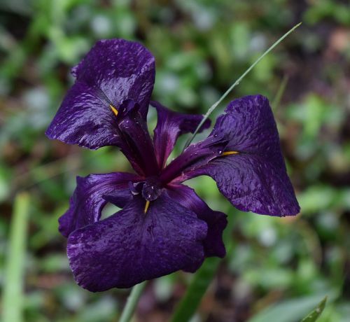 shimmering rain-wet iris louisiana iris flower