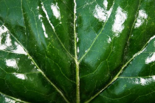 shiny green leaf