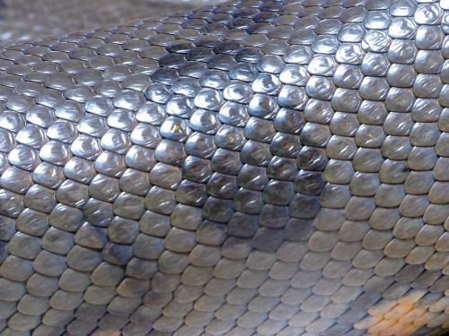 shiny snake skin