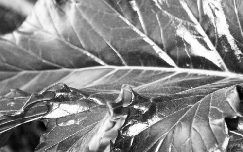Shiny Leaf Edges In Black &amp; White