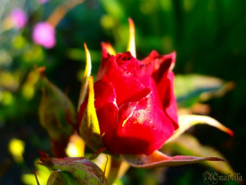 Shiny Rose