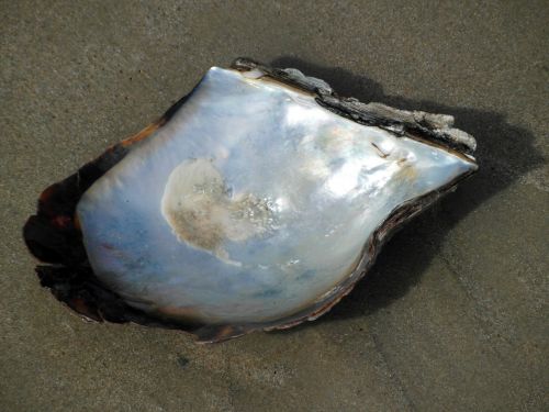 Shiny Shell On The Beach
