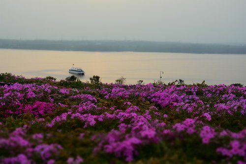 ship  flowering  plant