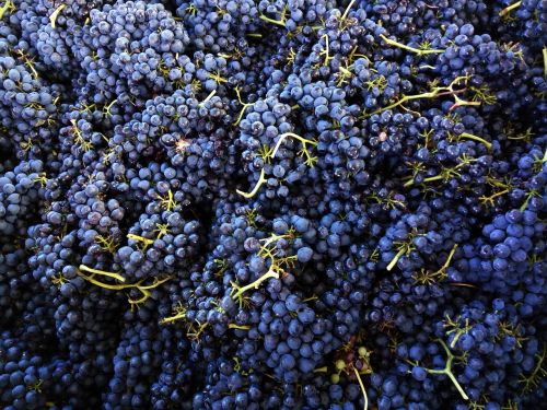 shiraz grapes wine