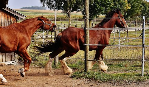 shire horse horses race