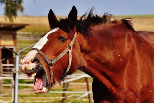 shire horse horse stick out tongue