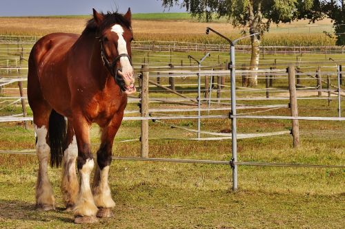 shire horse horse big horse