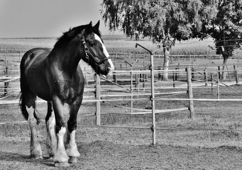 shire horse horse big horse