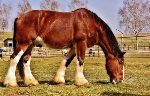 shire horse horse coupling