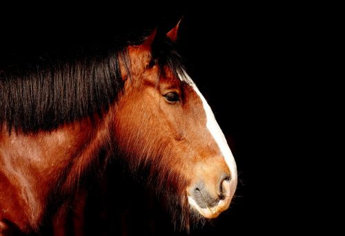 shire horse horse brown