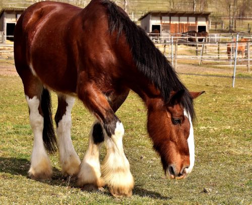 shire horse horse coupling