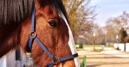 shire horse horse coupling