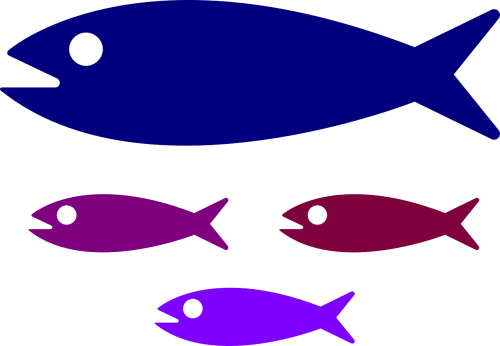 shoal fish fish family
