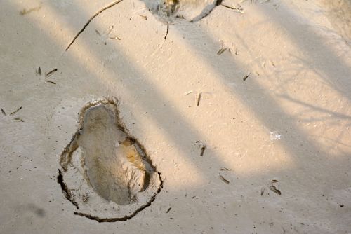 shoals footprints birds