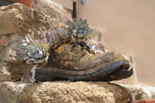 shoe stone plant