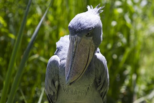 shoebill bird large beak