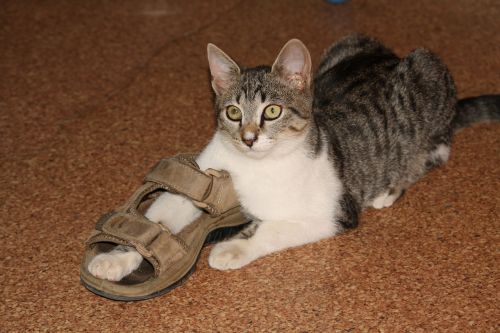 shoemaker cat play