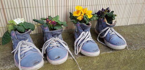 shoes  plant  flower