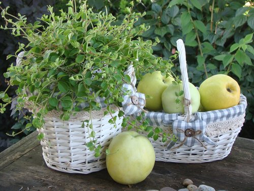 shopping cart  fruit  healthy