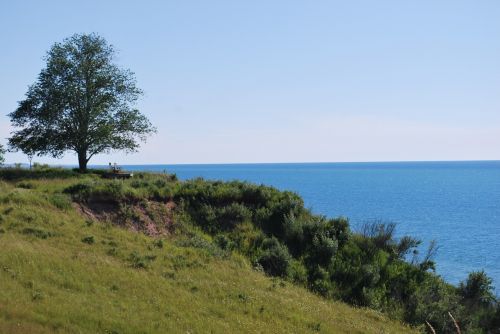 shore lake trees