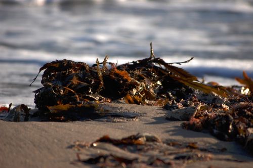 shore seaside coastline