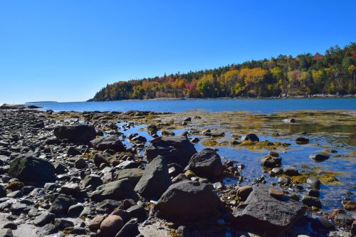 shore trees rocks