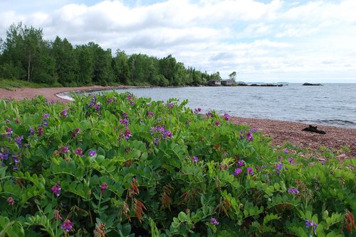 shore  purple flower  lake