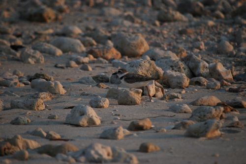 shorebird sandpiper beach