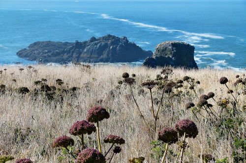 shoreline coast meadow