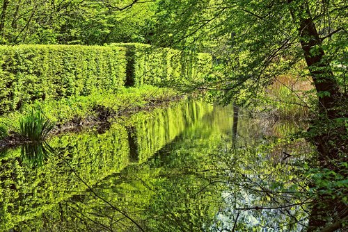 shorn hedge  canal  banks