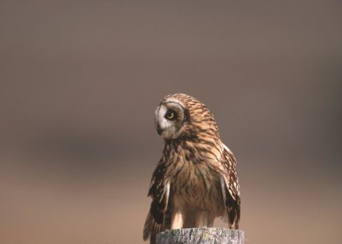 short eared owl bird portrait