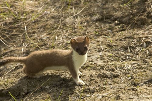 short-tailed weasel animal weasel