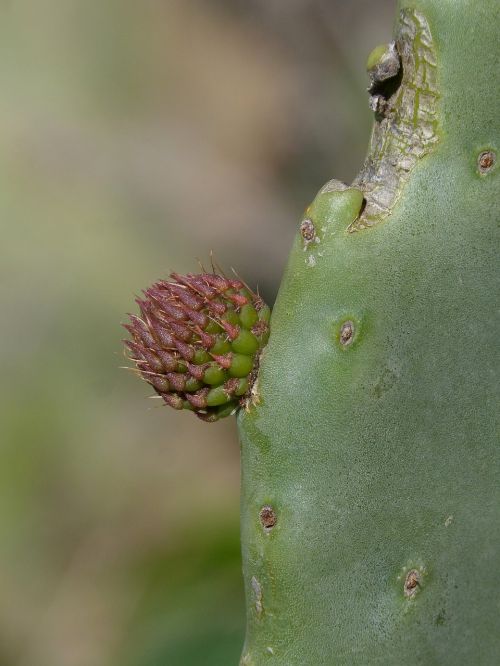 shovel prickly pear cactus cactus