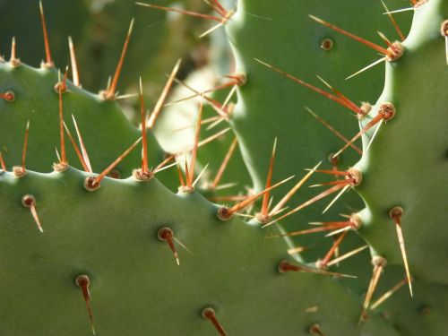 cactus shovels thorns