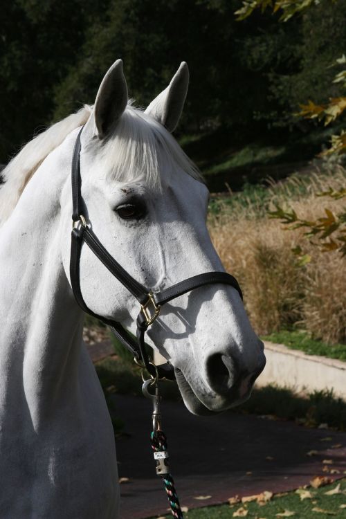 show horse white horse dressage