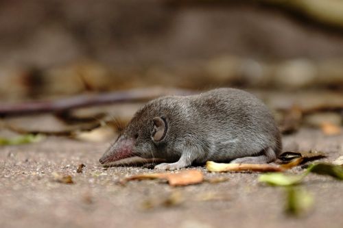 shrew mouse grey