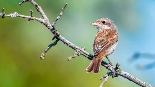 shrike general female bird