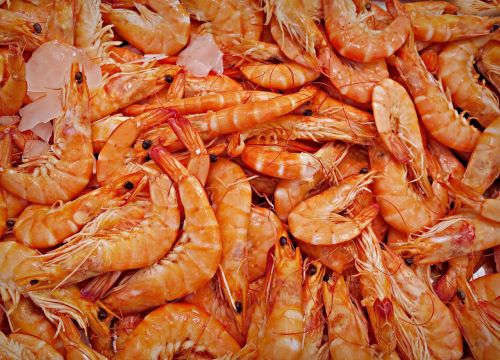 shrimp prawn animal