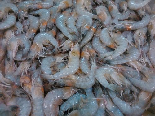 shrimp fauna food