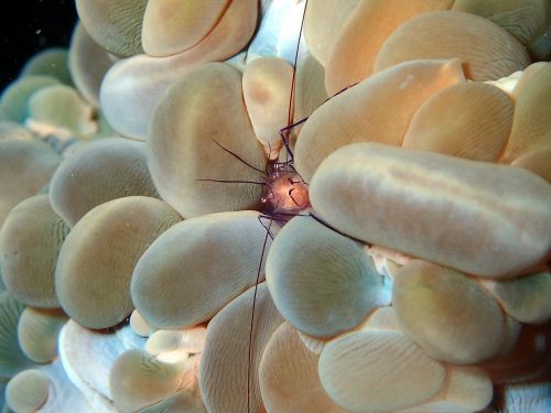 shrimp crustacean reef
