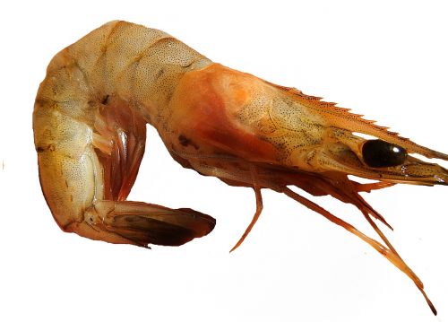 shrimp paella prawns