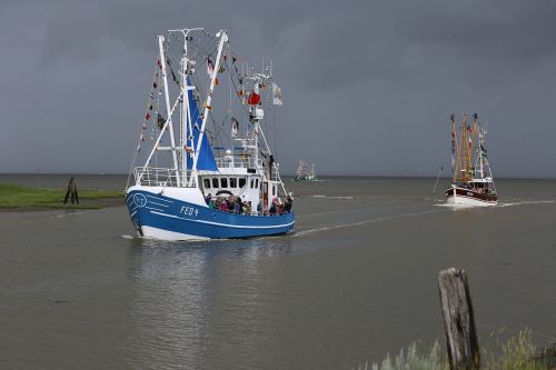 shrimp port fedderwardersiel boat regatta