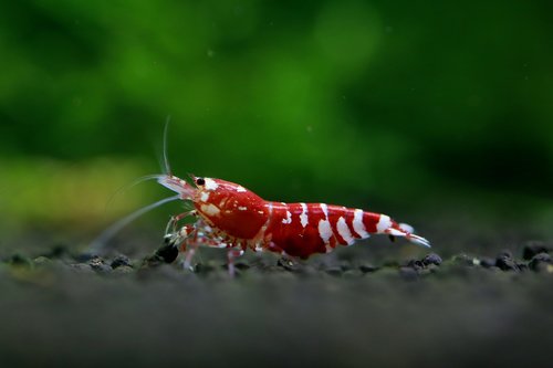 shrimp  ornamental shrimp  pet shrimp