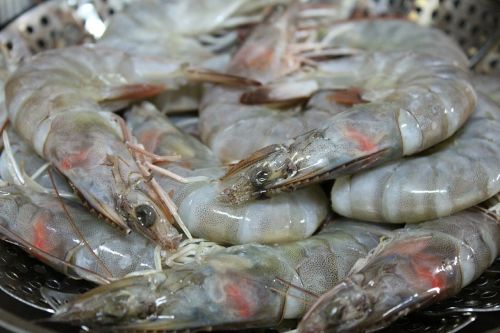 shrimp biology steamed shrimp